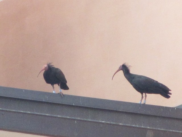 2 dei 3 Ibis eremita a Belluno aprile 2014