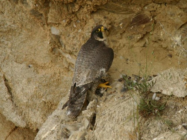 Falco peregrinus brookei, female, adult - Agrigento - Foto: Salvo Grenci
