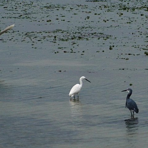 Garzetta grigia e garzette bianche nella laguna di Venezia