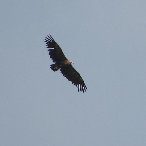 Avvoltoio monaco al Lago di Cornino (UD)