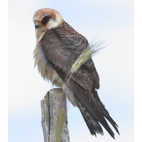 Falco cuculo,Tarquinia (VT)
