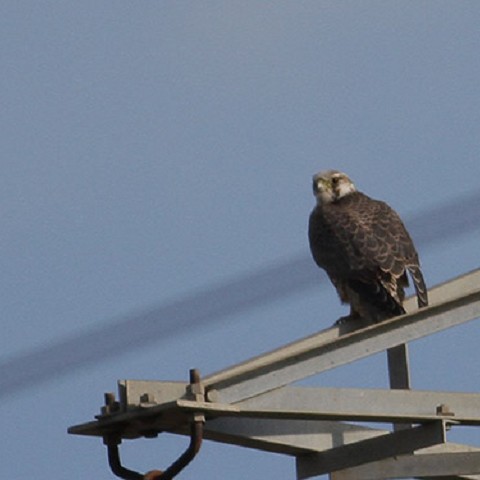 Falco pellegrino calidus