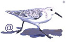  Passeriformes Passeriformes Bombycillidae