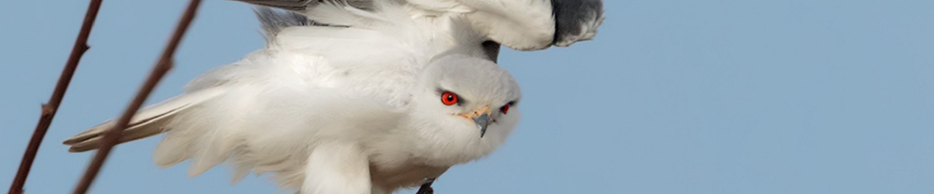 Il Birdwatching Italiano | check list degli uccelli italiani | attrezzatura per birdwatching
