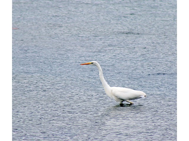Airone Bianco lago di Ganzirri(ME)