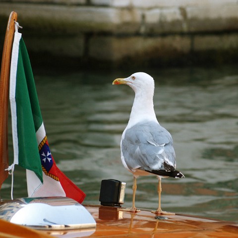 Il gabbiano reale e la bandiera su un taxi in Canal Grande