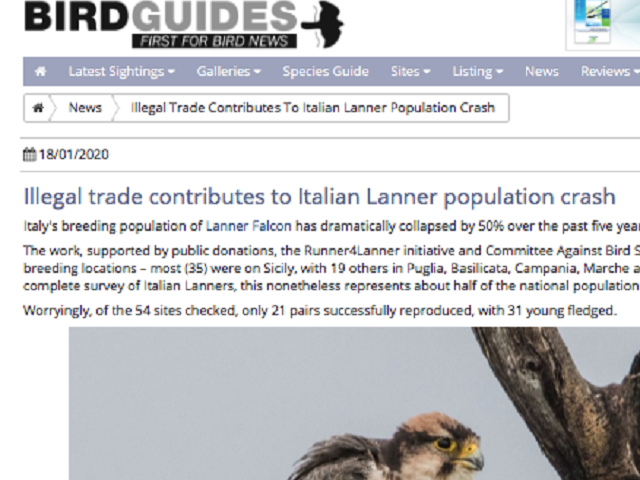 Threatened Lanner Falcon in Italy
