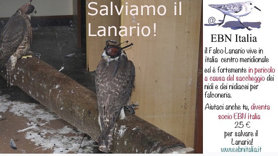 Conservazione del Lanario (Falco biarmicus feldeggii)
