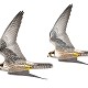 Conservazione del Lanario (Falco biarmicus feldeggii)
